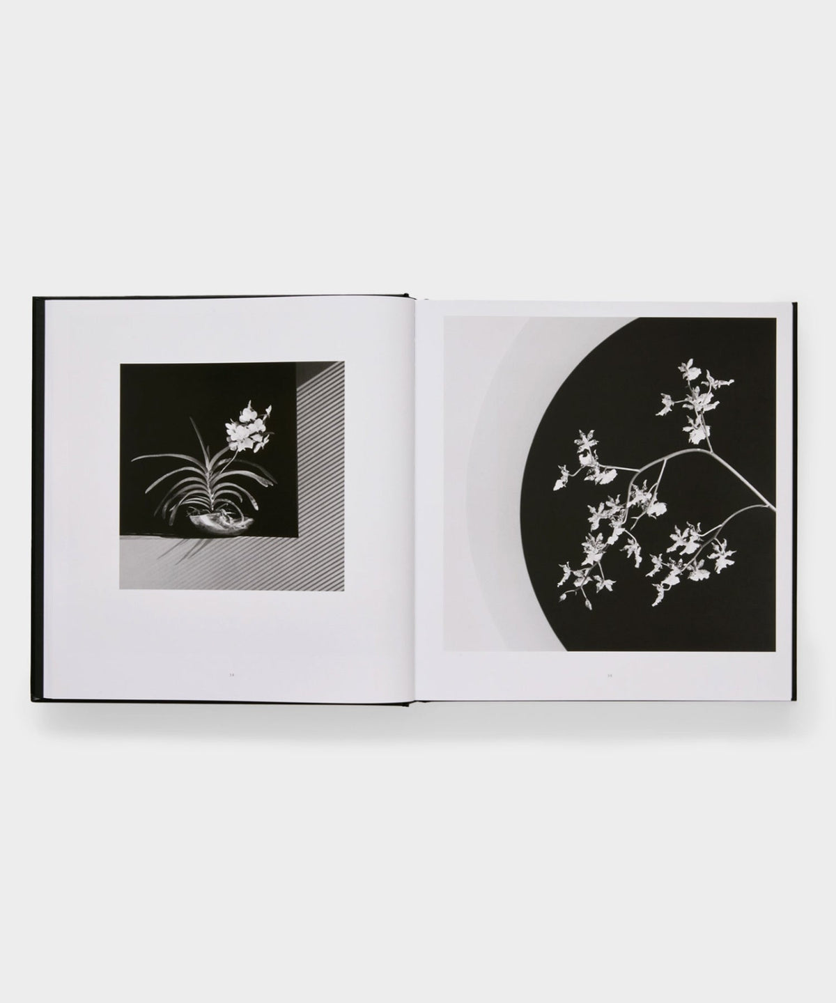 Todd Snyder Phaidon "Mapplethorpe Flora: The Complete Flowers" Book - Multi